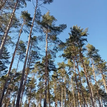 Waldzauber *