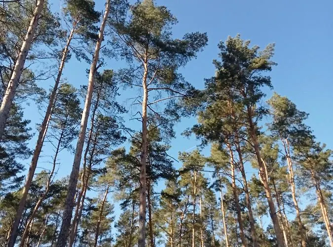 Ferienzimmer Waldzauber *